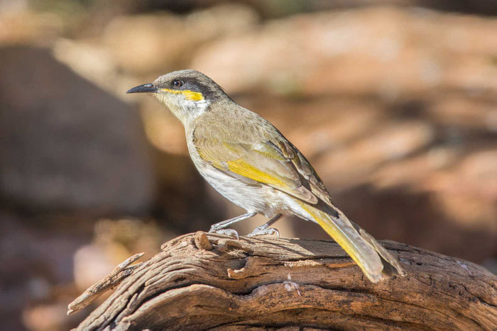 Pfeifhonigfresser (Gavicalis virescens) im Australian Arid Lands Botanic Garden von Port Augusta.