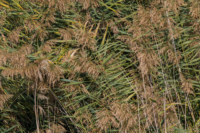 Rohrdommel (Botaurus stellaris) bei Marburg.