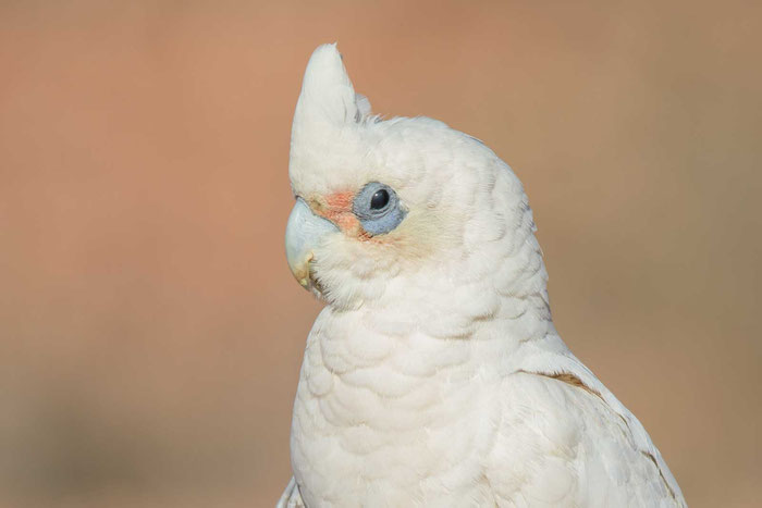 Nacktaugenkakadu (Cacatua sanguinea) im Stadtbereich von Coober Pedy.