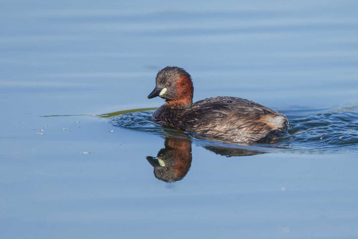 Zwergtaucher (Tachybaptus ruficollis), im marburger Lahntal.