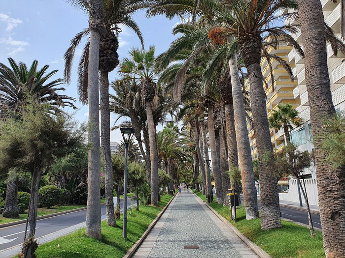 Die Palmenallee zum Shopping Center Martianez 