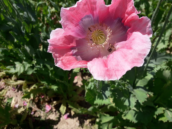 Weiß-Mohn