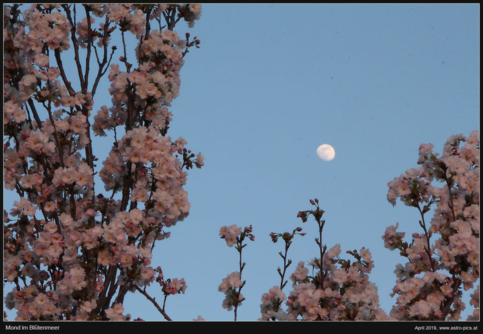 Mond im Blütenmeer