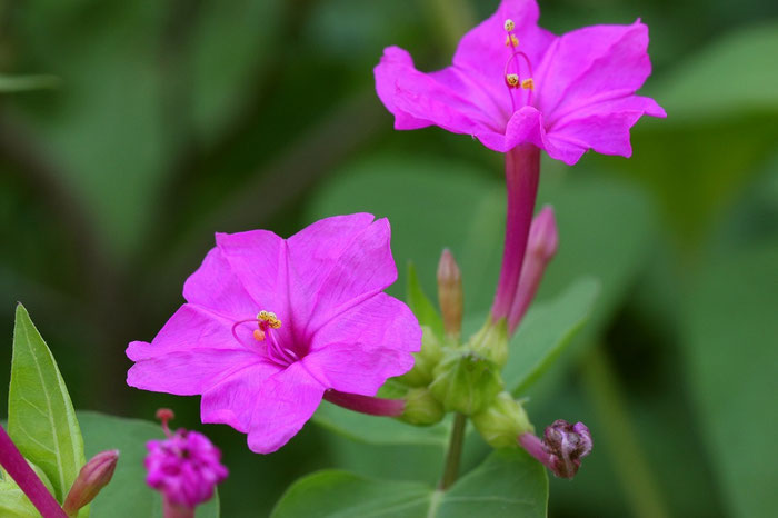 オシロイバナの花酵母 花酵母の日本酒 花の酒 Com オシロイバナの花酵母 花酵母の日本酒 花の酒 Com