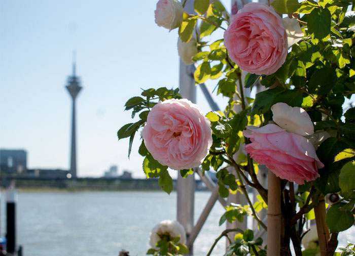 rosa Rosen rechts im Vordergrund, grüne Blätter, am Rheinufer in Düsseldorf, der Rheinturm im Hintergrund