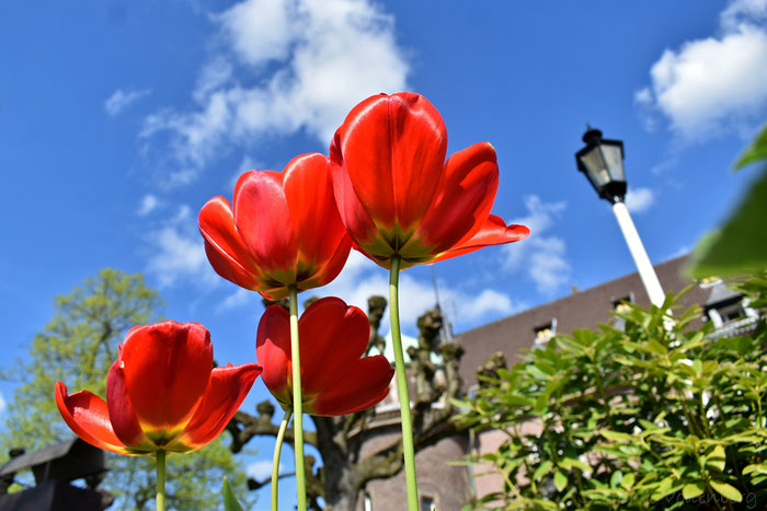 rote Tulpen von unten, am Schlosshof in Wittringen, blauer Himmel