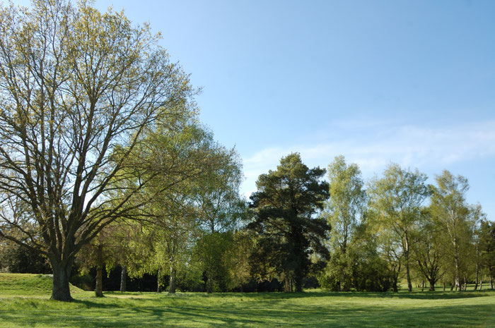 Mature trees on the North Oxford Golf Course