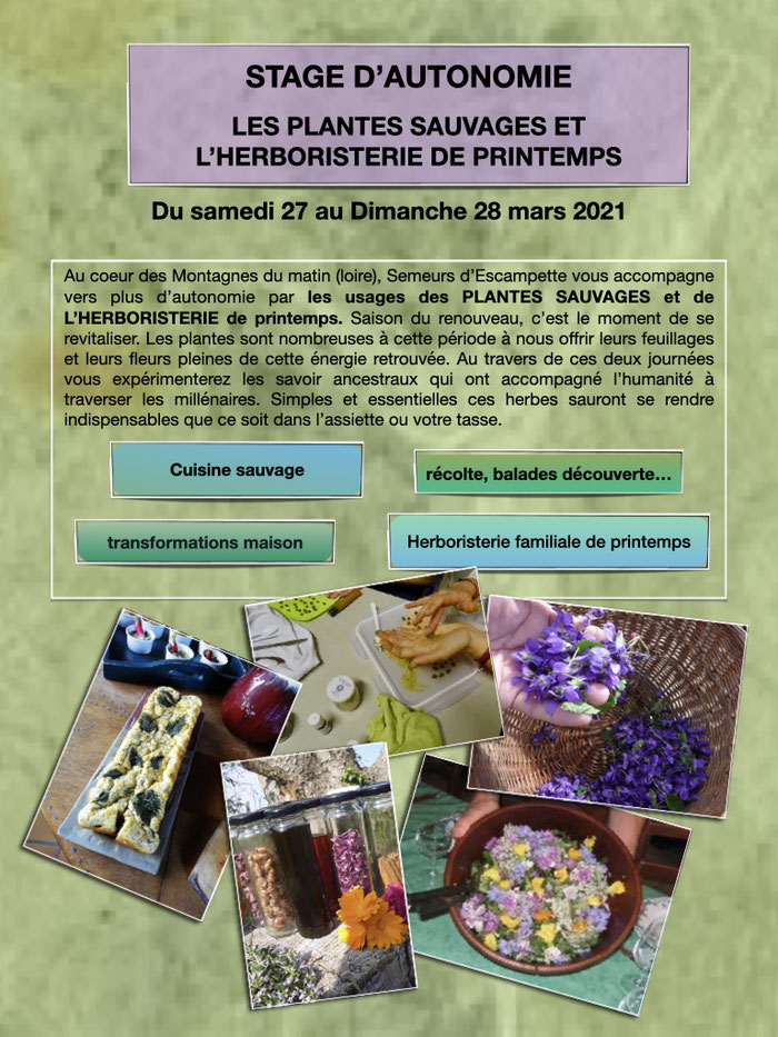 stage de printemps plantes sauvages et herboristerie familiale