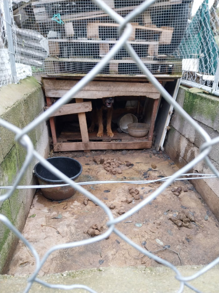 Signalement d'un chien maltraité enfermé dans une cage avec ses excrements