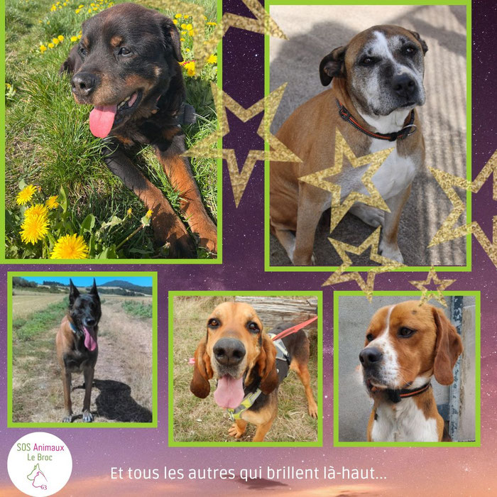 le coin des étoiles pour honorer les chiens morts au refuge du Broc (Puy de Dôme)