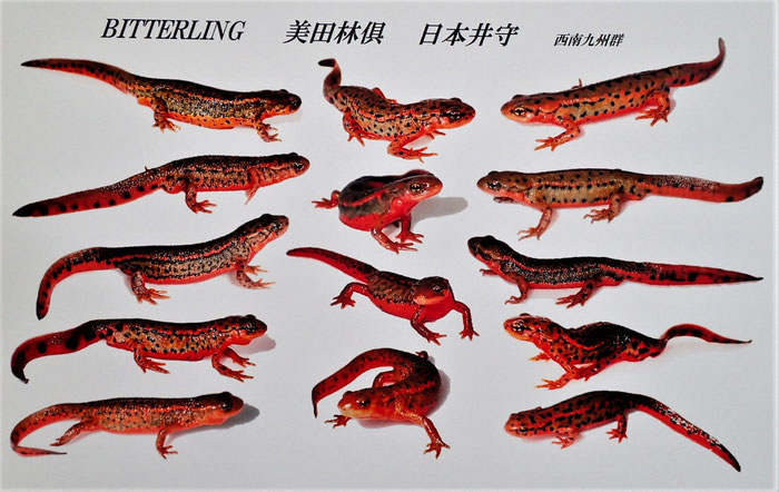 いもり Bitterling ページ いもり Bitterling ページ