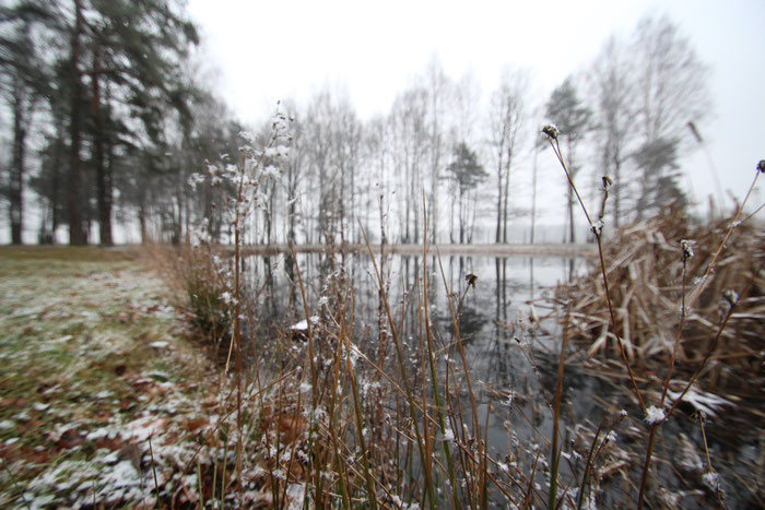 The “pond of ashes” in Auschwitz Birkenau. Scientists still found human DNA in the pond today.