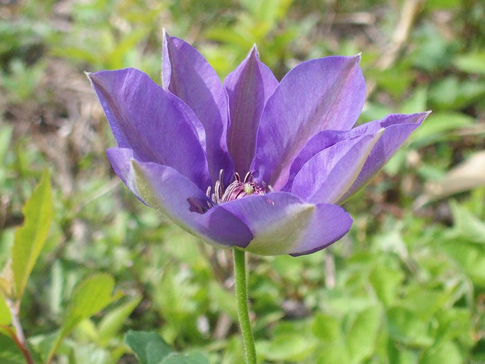 カザグルマ・・・まだ開花したばかりですね。大型の花で鮮やかな青紫色でした。図鑑では白色が多いようです。周囲には開花し始めやつぼみもあった。