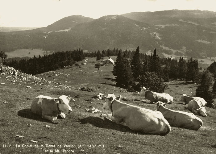 Les vaches heureuses de la Dent