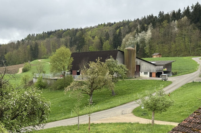 Artgerechter Aktivstall und Pensionsstall für Esel auf dem Biohof Goldenbühl: In unserer Eselpension mit moderner Offenstallhaltung sind aktuell noch freie Pensionsplätze für Grossesel, Hausesel und Zwergesel verfügbar.
