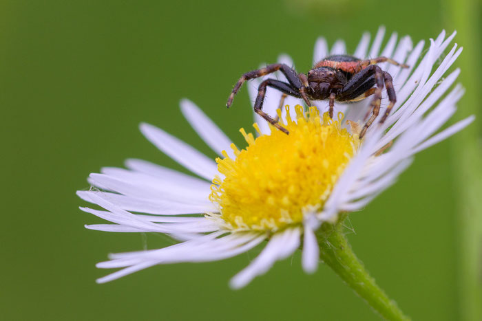 Synema globosum