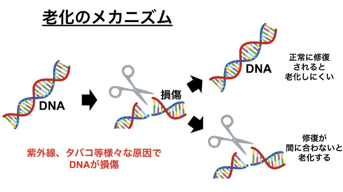 紫外線やタバコ等でDNAは損傷する。修復がうまくいかないと老化する。