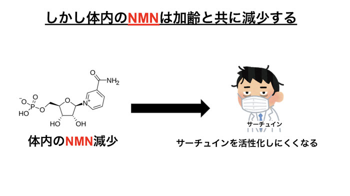 体内のNMN（ニコチンアミドモノヌクレオチド）は加齢で減少。サーチュインが活性化されにくくなる。