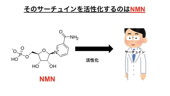 サーチュインを活性化する為にはNMNが必要。NMN（ニコチンアミドモノヌクレオチド）が体内でNADに変化してサーチュインを活性化する。