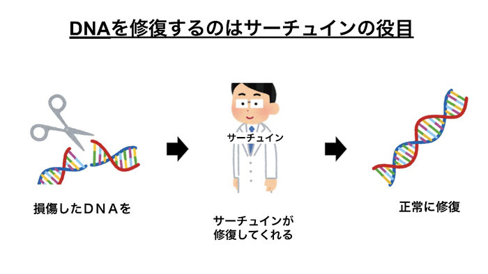 損傷したDNAを修復するのがサーチュイン遺伝子。サーチュインが活性化していれば正常にDNAを修復する。