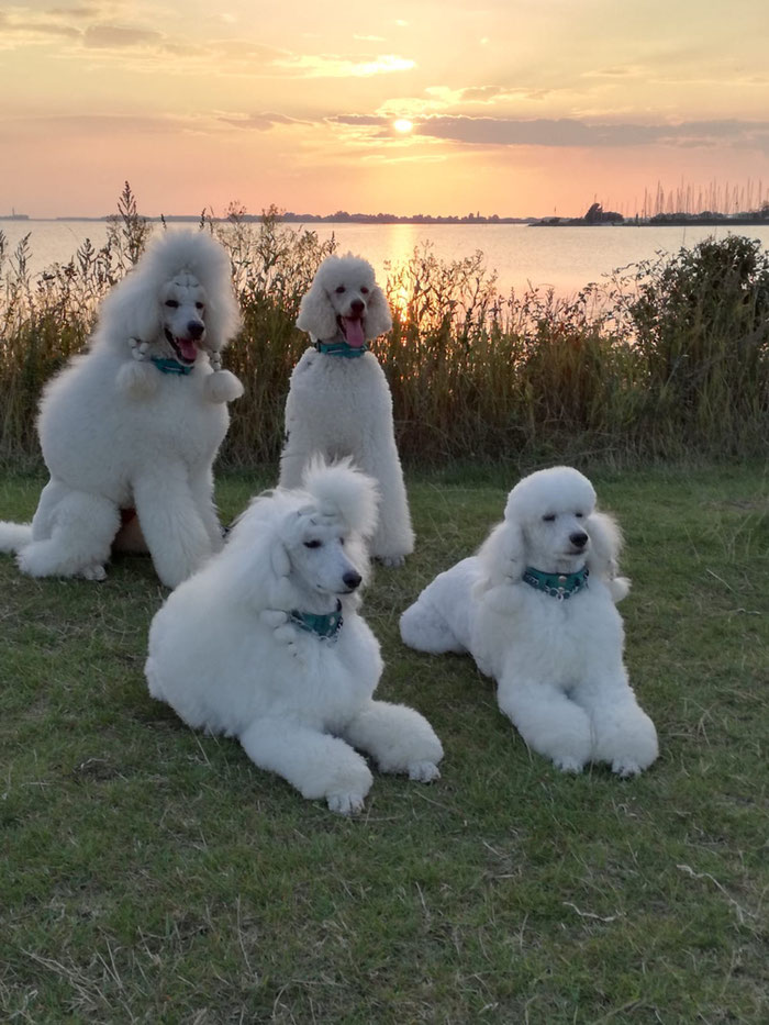 Familien-Foto One from the heart auf Fehmarn im August 2020, hier an der Ostsee, entstand unser C-Wurf