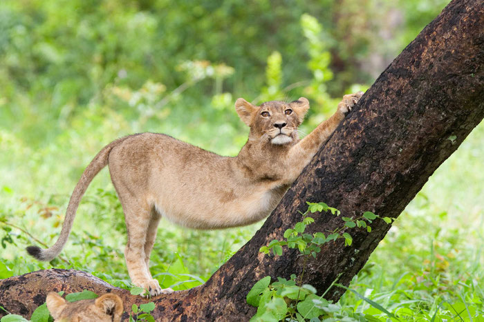 Botswana Safari