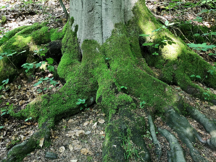 Schön moosige Füße hat der Baum. 