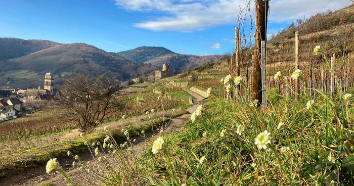 Le Grand Cru Schlossberg est un terroir exceptionnel à tous points de vues. Photographie du 18 Décembre 2020 www.cheminsbioenalsace.fr