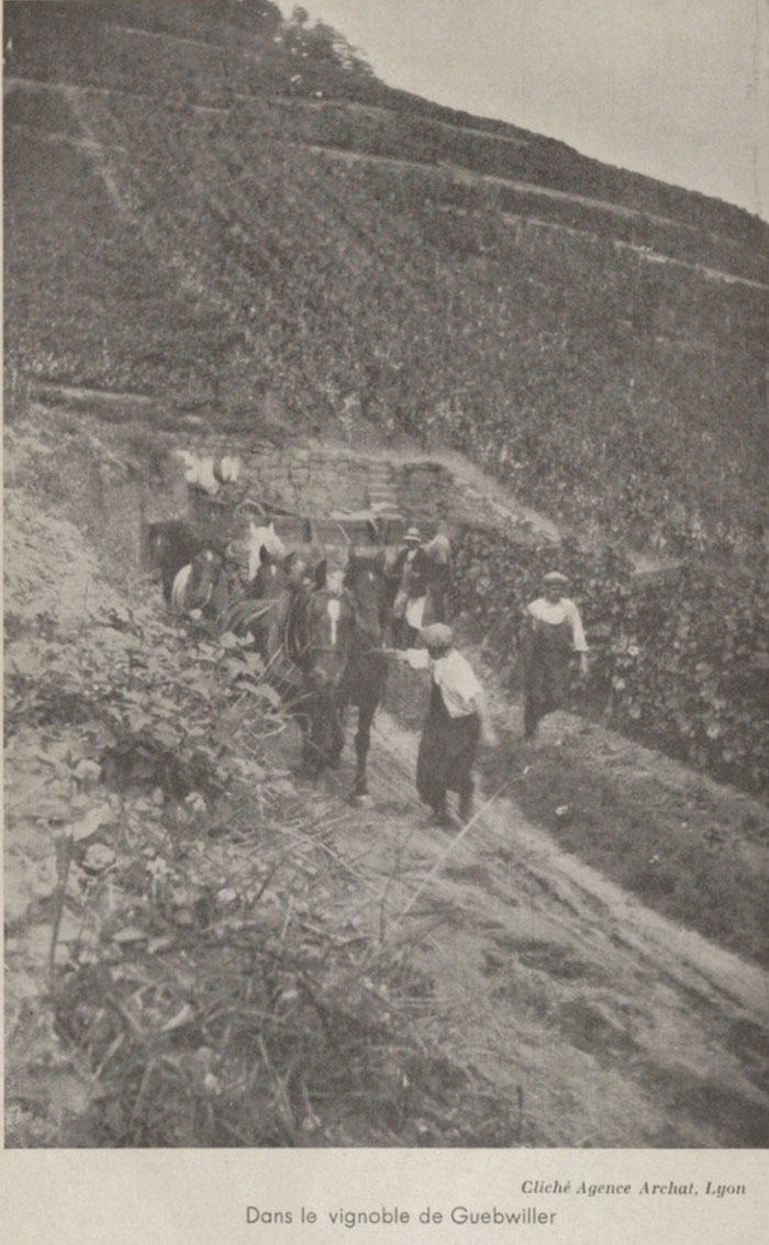 Dans le vignoble de Guebwiller, 1936, Agence Archat, Lyon