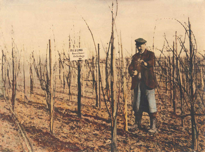 1910, Plantation de Riesling greffés sur des "Amerikaner Unterlage" porte-greffes américains aux Domaines Schlumberger à Guebwiller. ( photo collection Schlumberger) 