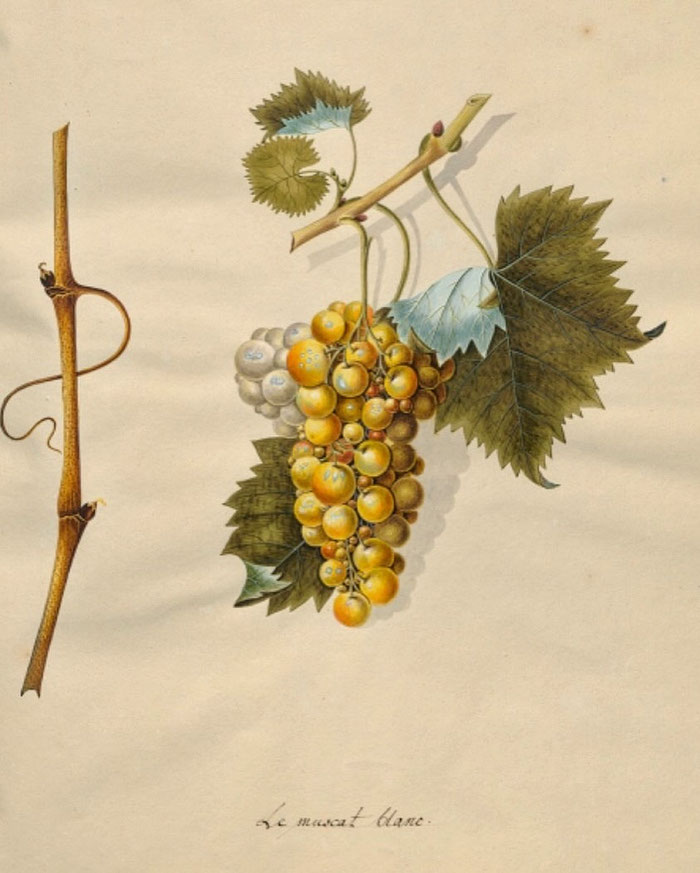 Le Muscat Blanc dans « Le Raisin, ses Espèces et Variétés, dessinées et Colorées d’après Nature » par Johann Simon Kerner (1803-1815) : un chef d’œuvre ampélographique !