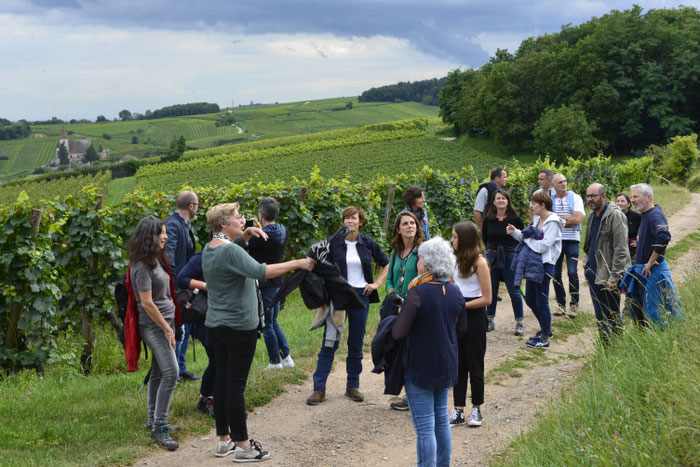 Plusieurs promenades géosensorielles dans de grands terroirs alsaciens vous sont déjà proposées par Chemins Bio en Alsace -  Hunawihr et ses terroirs - (photographie : Caroline Claude-Bronner)