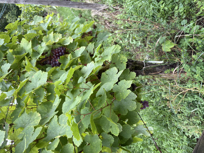 Vieilles vignes de Sylvaner à peau rouge des vignes familiales au Helfant à Hunawihr faisant l'objet d'une sélection.