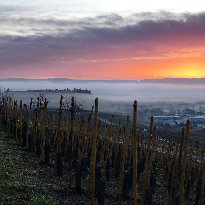 Le réveil du terroir - le Schoenenbourg en haute densité - Parcelle du Domaine Trapet Alsace - photographie : www.cheminsbioenalsace.fr