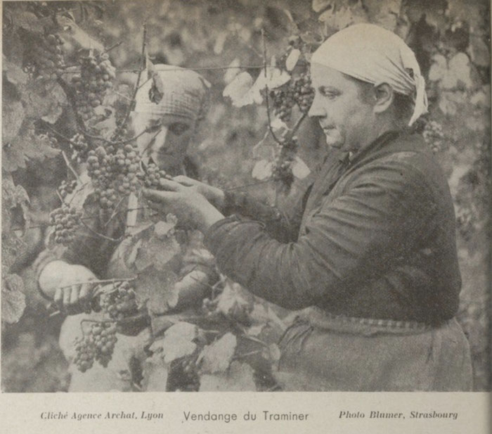 Vendange du Traminer, 1936, photo Blumer, Strasbourg