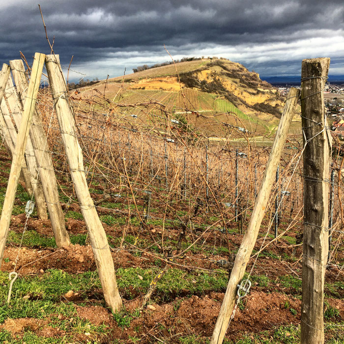 En Alsace, la diversité des roches et des sols est une des plus complexe au monde - (photographie : Caroline Claude-Bronner) 
