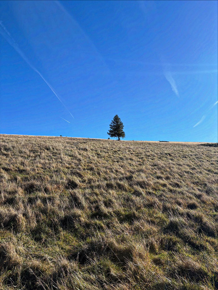 Le sapin du Petit Ballon : la constance et la paix
