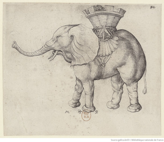Éléphant. Gravure sur cuivre, vers 1485, Martin Schongauer (vers 1445-1491) peintre et graveur colmarien.
