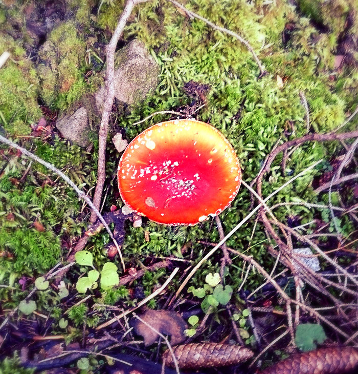 Glückspilz im Schwarzwald