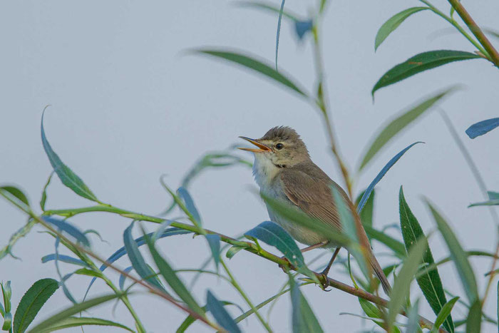 Buschrohrsänger (Acrocephalus dumetorum)