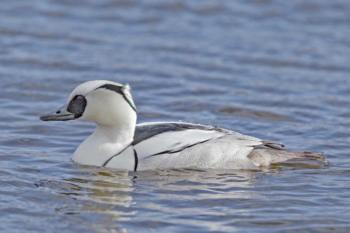 Schwimmender männlicher Zwergsäger.