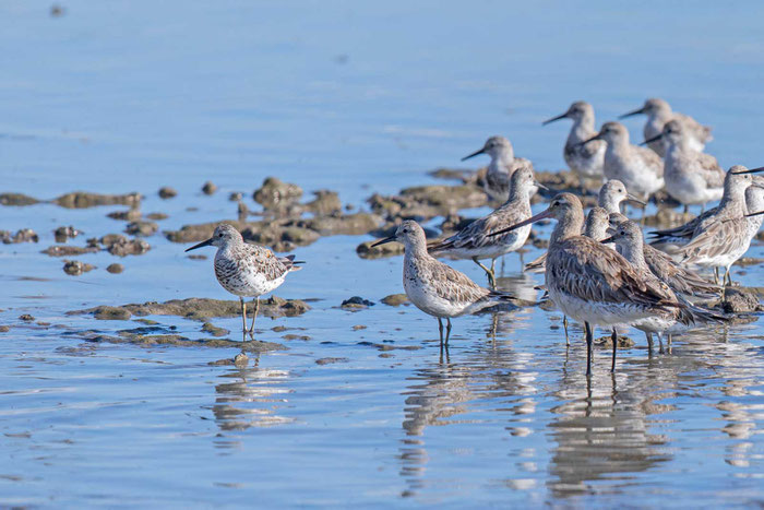 Anadyrknutt (Calidris tenuirostris)