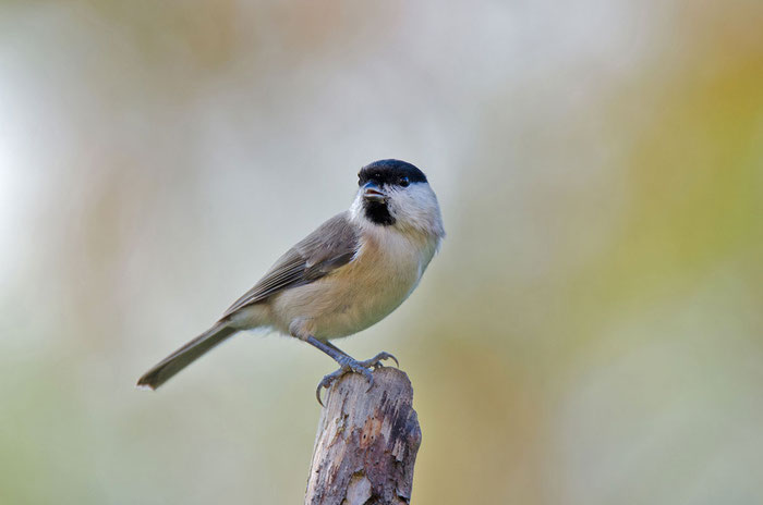 Sumpfmeise oder Nonnenmeise (Poecile palustris); Foto: Viola Wege