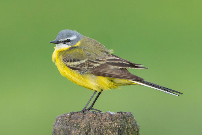 Männliche Wiesenschafstelze (Motacilla flava flava)