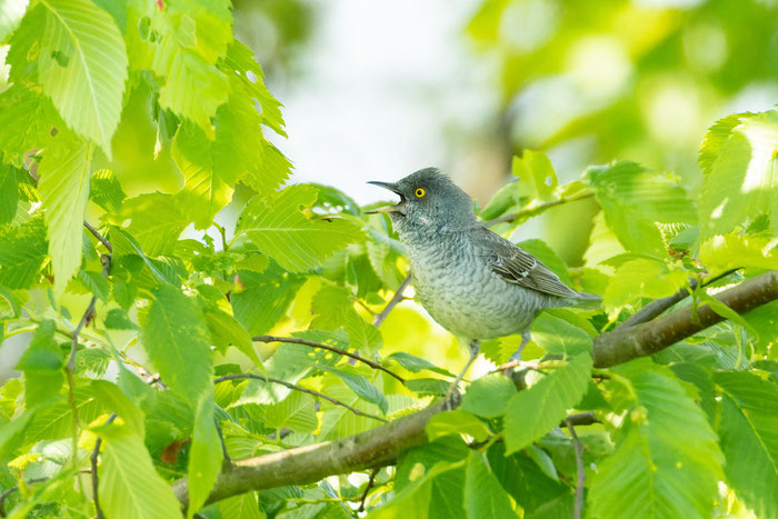 Sperbergrasmücke (Curruca nisoria) sitzt in einem Busch und singt. 