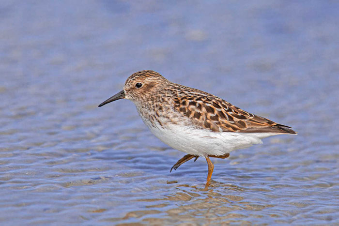 Wiesenstrandläufer (Calidris minutilla)