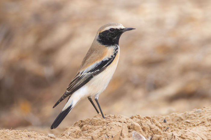 Männlicher Wüstensteinschmätzer (Oenanthe deserti) im Dezember im Oman.