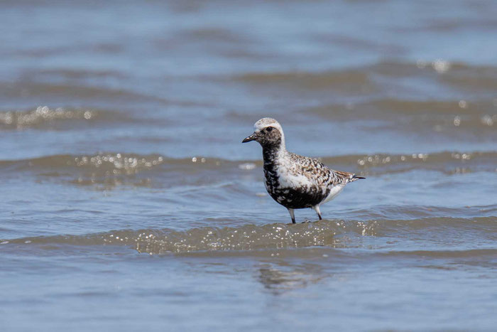 Kiebitzregenpfeifer (Pluvialis squatarola)