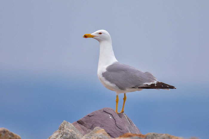 Steppenmöwe (Larus cachinnans)