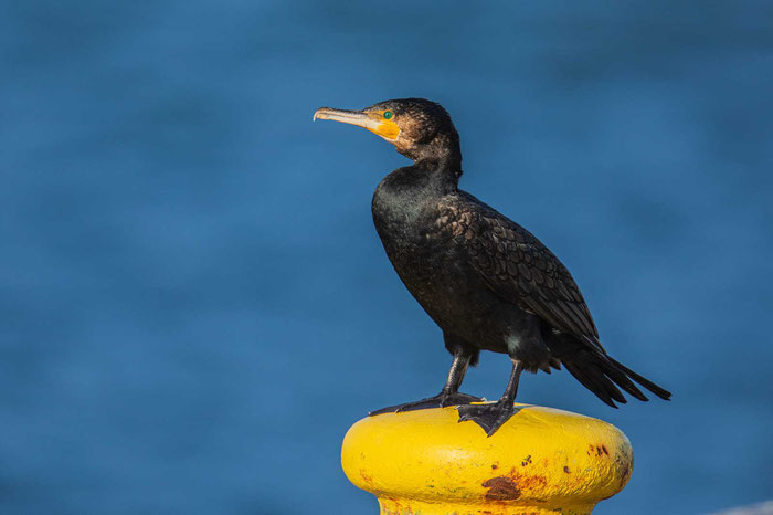 Kormoran, sitzend auf einem gelben Poller im Hafen von Helgoland.